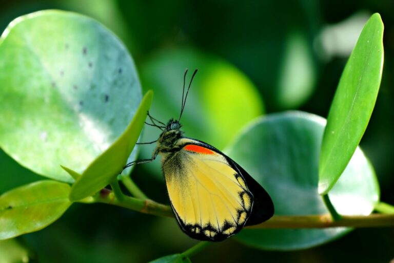 The Ecology of Attention