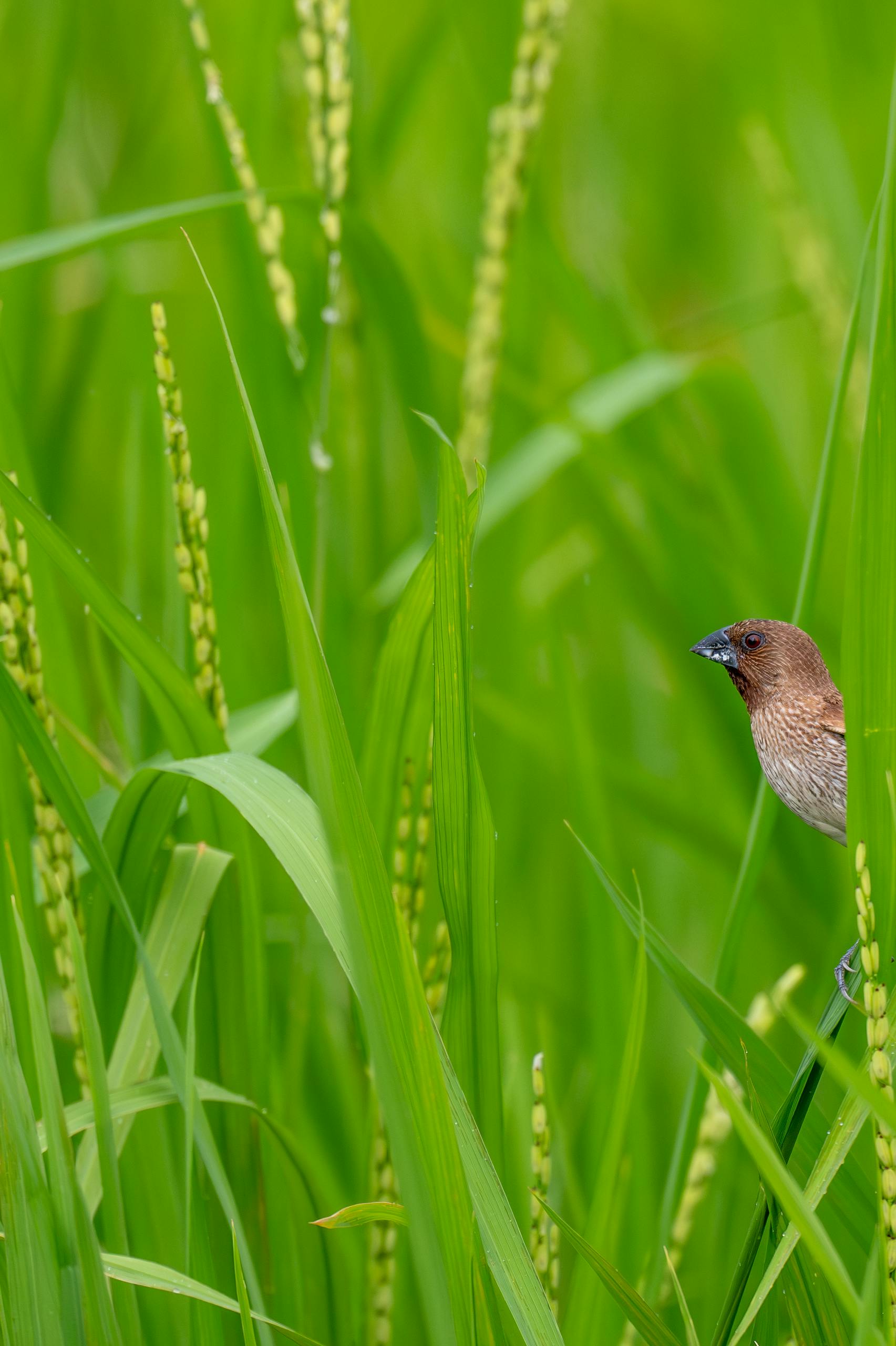 A sparrow peeks through vibrant green rice stalks, showcasing nature's serenity.